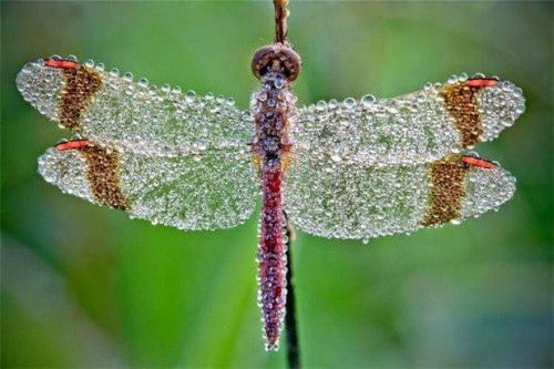 TagsMacro Dew Covered Dragonfly
