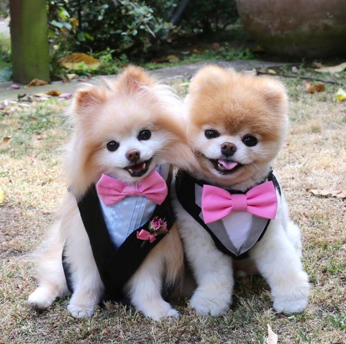 Cute Little puppies