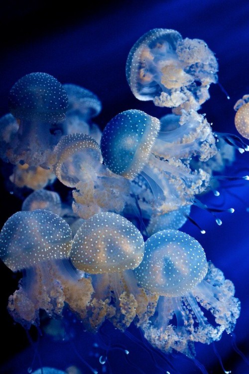 Jelly fish is typified as free-swimming marine animals consisting of a gelatinous umbrella-shaped bell and trailing tentacles.