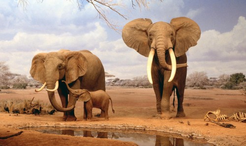 Elephent family drinking water
