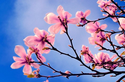 Pink flowers on spring tree