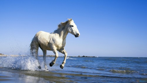 Horse Running In Water