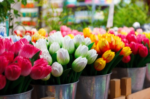 Colourful Flowers