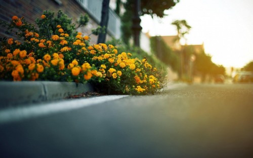 Street flowers