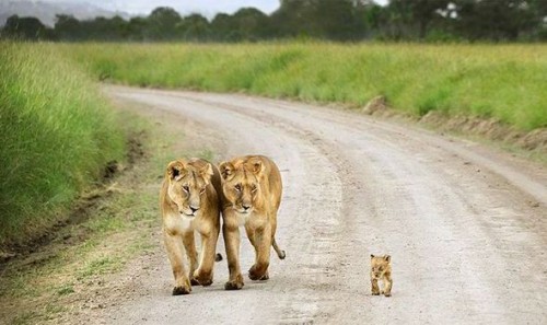 Cute Lion Family