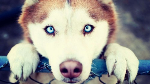 Dogs Siberian Husky with blue eyes