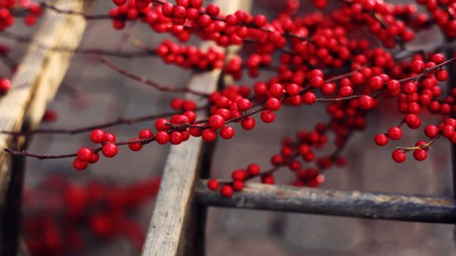 Red Berries Branches