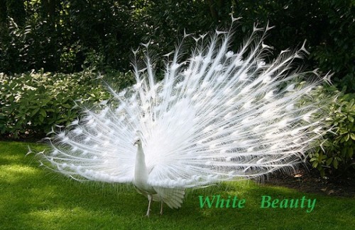 #beautyful #white #peacock