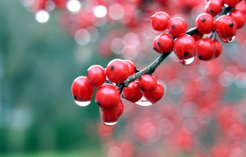 Cherry Fruit on Tree with water dots