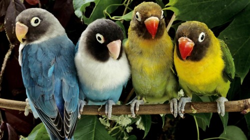 Parrot family