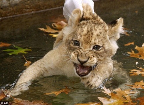 Lion Cub In The Water