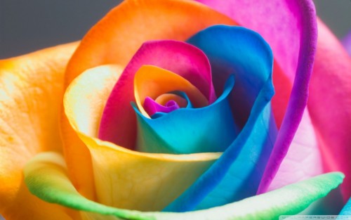 Beautiful Rainbow Roses