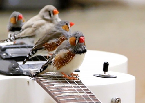 Birds on guitar