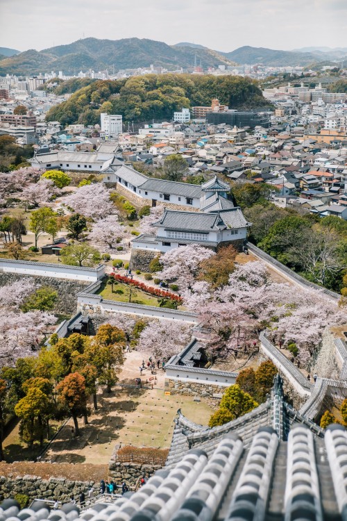 Himeji Castle Grounds during Sakura Season