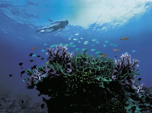 Diver under Blue Water