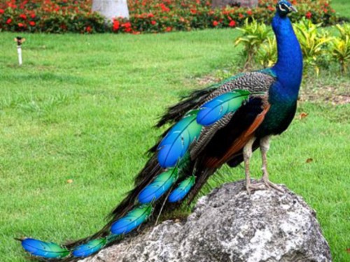 Lovely Peacock