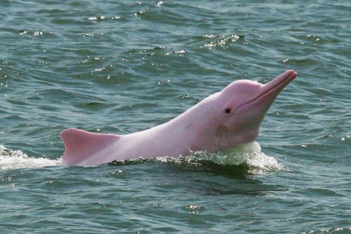 Cute Pink Dolphin