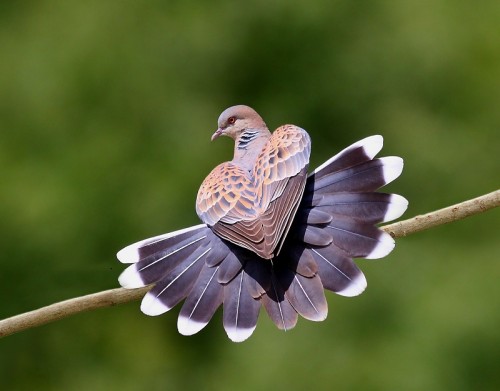Heart Shaped Bird