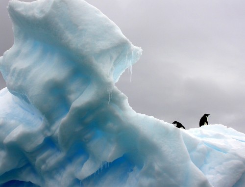 Penguins on the Ice Mountain