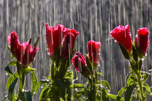 Flowers in Rain