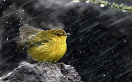 Bird enjoying rainy season