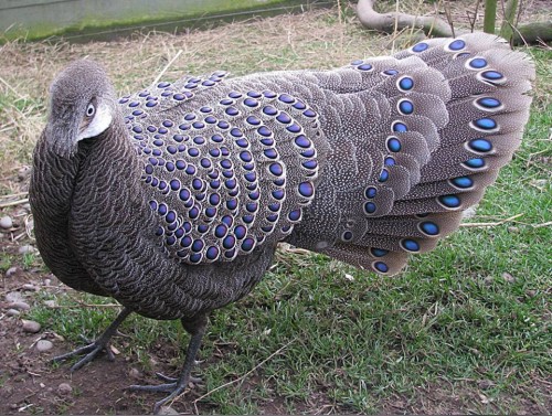 Grey peacock