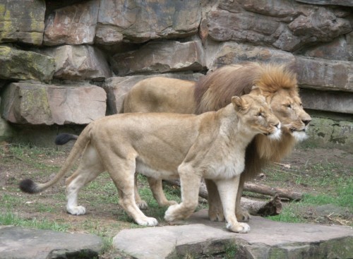 Lions pair