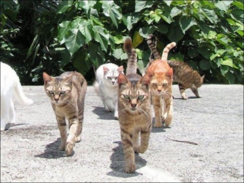 Cat gang