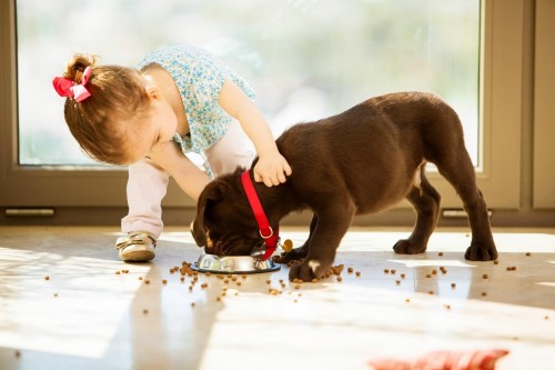 Girl force dog to eat cake