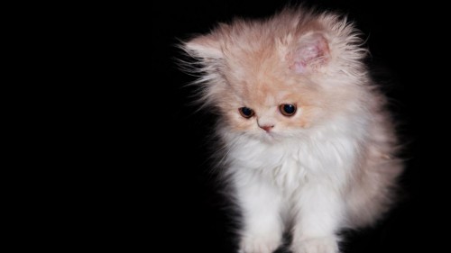 Fluffy Cute Cat