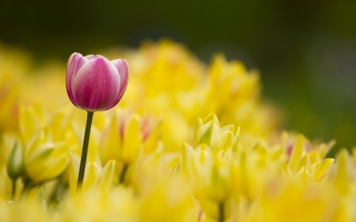 A Tulip flower