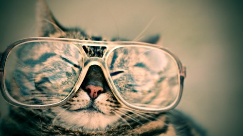 Cats big glasses