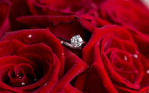 Diamond ring on rose