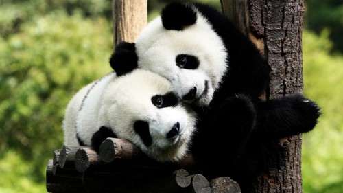 Panda Bears in Love