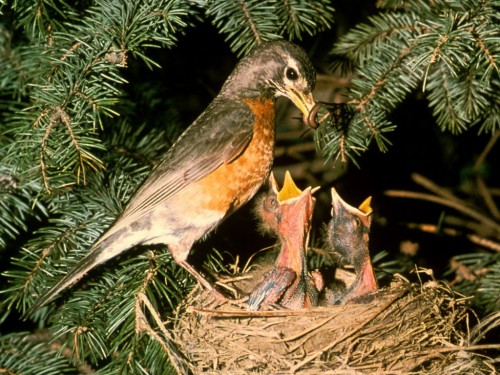 Robin bird with babies