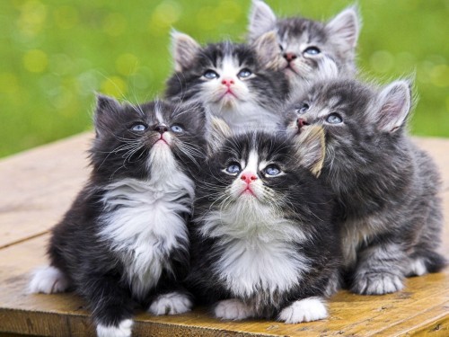 Nice Kittens