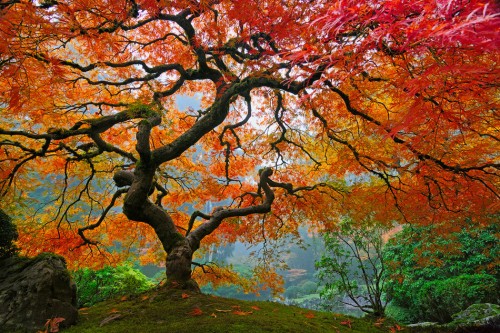 Beauty of colors on tree