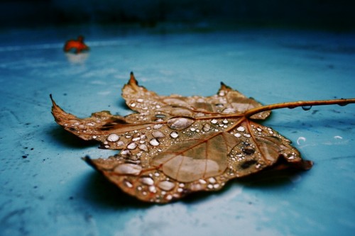 Morning dew drops dry leaf