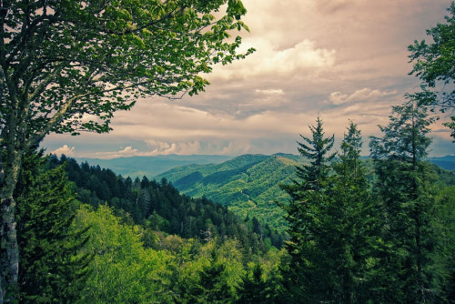 forest, view, landscape, nature, trees, mood, sky, panorama.