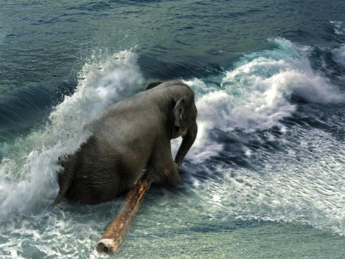 Elephant sitting on the beach