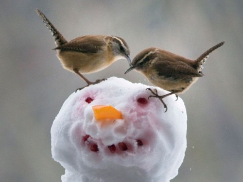 Birds on Snowman
