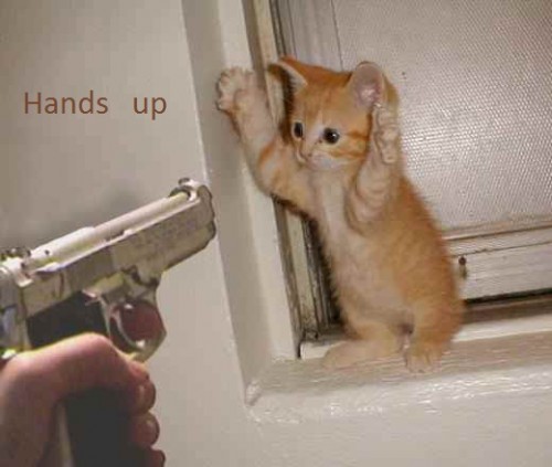 A cute brown cat in front the gun .