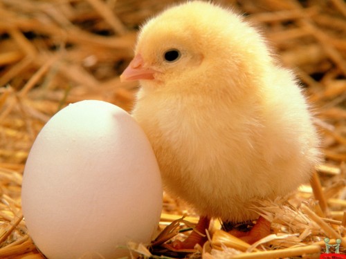 Chick With Egg