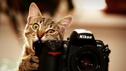 Animals Cats Cat chews Nikon camera