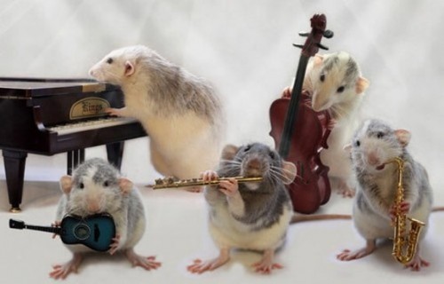 Rats Playing Instruments