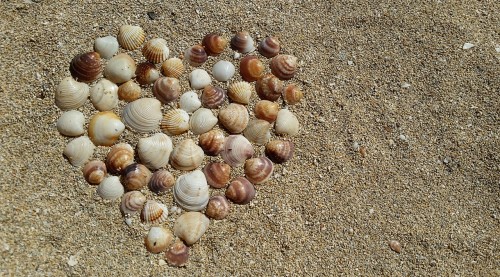 Heart Shape Sea Shells