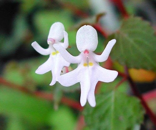Dancing Flowers