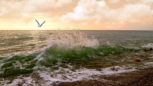 Sea waves surf seagulls