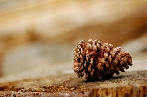 Pine Cone, Nature, Wood