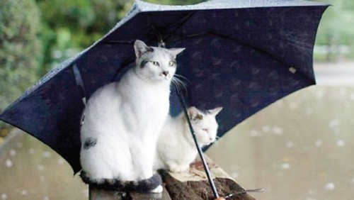 Cat on Rainy day